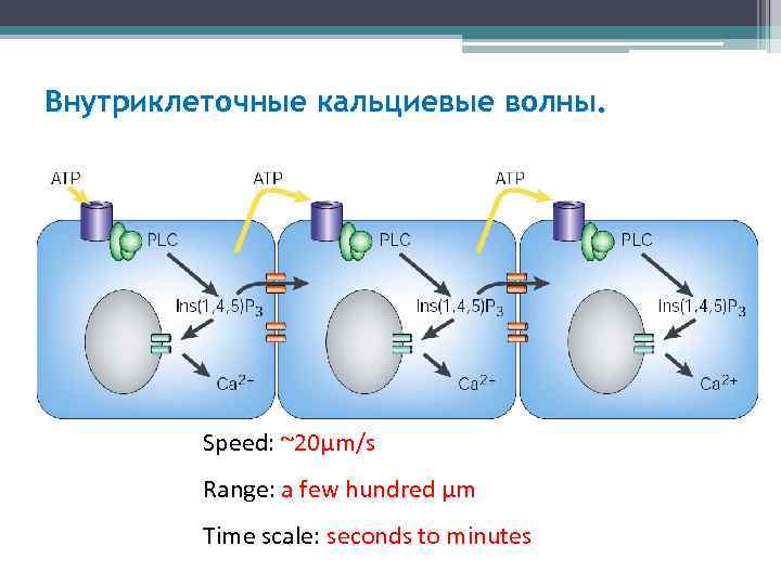 Внутриклеточные кальциевые волны. Speed: ~20µm/s Range: a few hundred µm Time scale: seconds to