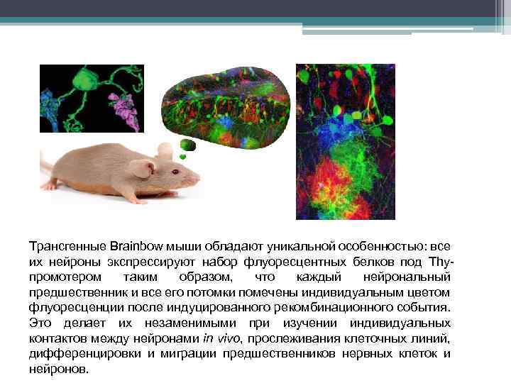 Трансгенные Brainbow мыши обладают уникальной особенностью: все их нейроны экспрессируют набор флуоресцентных белков под