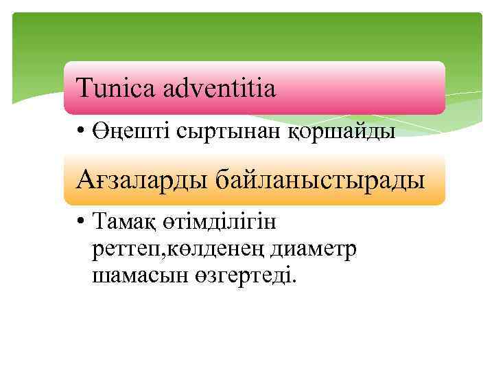 Tunica adventitia • Өңешті сыртынан қоршайды Ағзаларды байланыстырады • Тамақ өтімділігін реттеп, көлденең диаметр