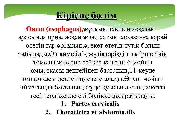 Кіріспе бөлім Өңеш (esophagus), жұтқыншақ пен асқазан арасында орналасқан және астың асқазанға қарай өтетін