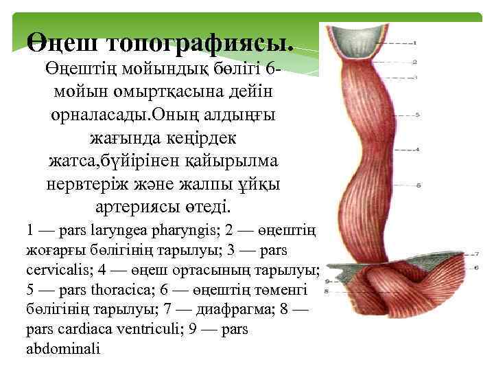 Өңеш топографиясы. Өңештің мойындық бөлігі 6 мойын омыртқасына дейін орналасады. Оның алдыңғы жағында кеңірдек