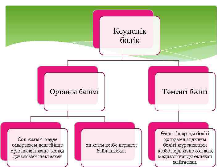 Кеуделік бөлік Ортаңғы бөлімі Сол жағы 4 -кеуде омыртқасы деңгейінде орналасқан және қолқа доғасымен