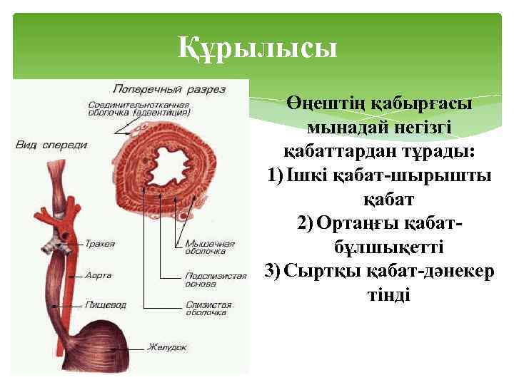 Құрылысы Өңештің қабырғасы мынадай негізгі қабаттардан тұрады: 1) Ішкі қабат-шырышты қабат 2) Ортаңғы қабатбұлшықетті