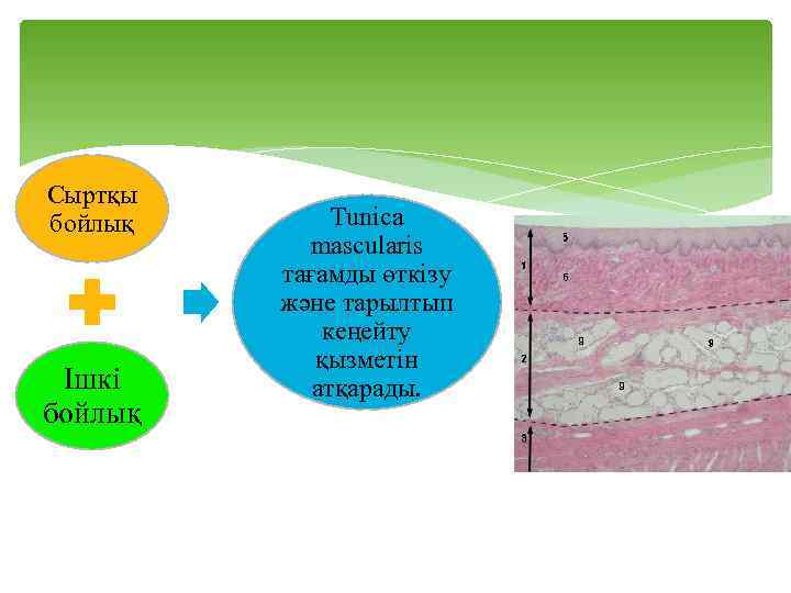 Сыртқы бойлық Ішкі бойлық Tunica mascularis тағамды өткізу және тарылтып кеңейту қызметін атқарады. 