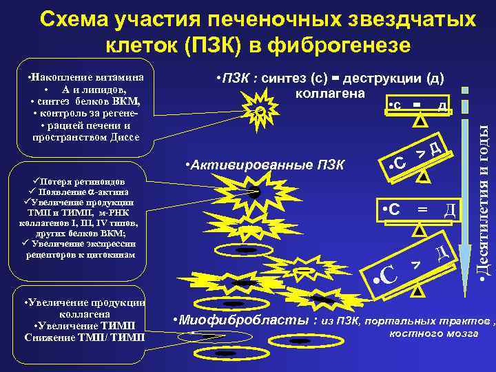 Схема участия печеночных звездчатых клеток (ПЗК) в фиброгенезе • Активированные ПЗК üПотеря ретиноидов ü