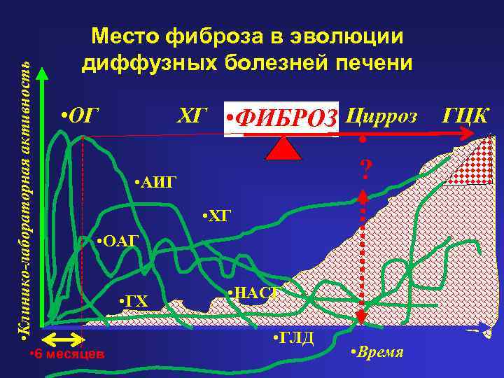  • Клинико-лабораторная активность Место фиброза в эволюции диффузных болезней печени • ОГ ХГ