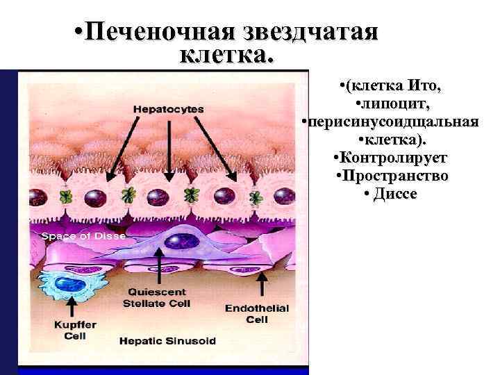  • Печеночная звездчатая клетка. • (клетка Ито, • липоцит, • перисинусоидщальная • клетка).