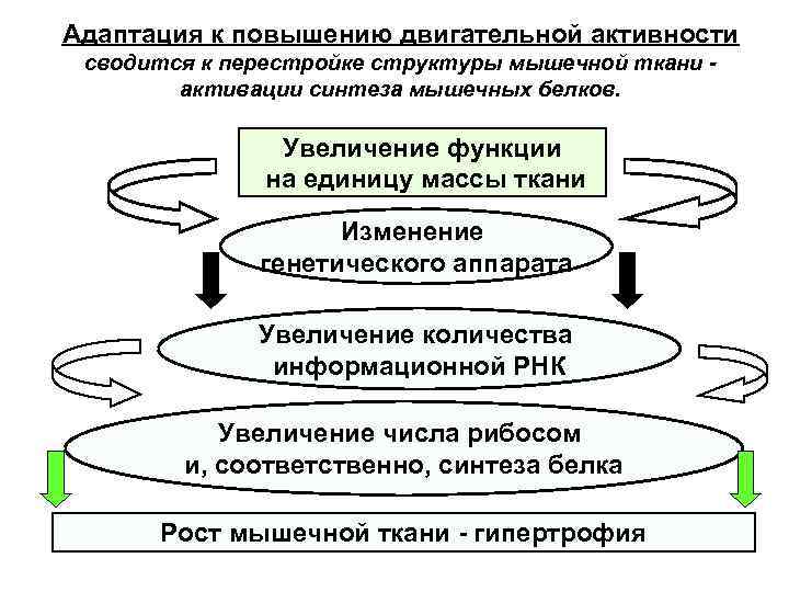 Адаптация к повышению двигательной активности сводится к перестройке структуры мышечной ткани активации синтеза мышечных