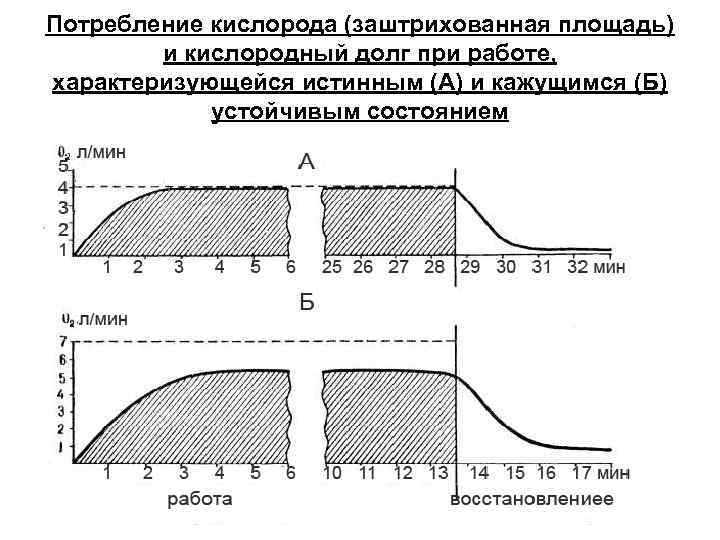 Потребление кислорода (заштрихованная площадь) и кислородный долг при работе, характеризующейся истинным (А) и кажущимся