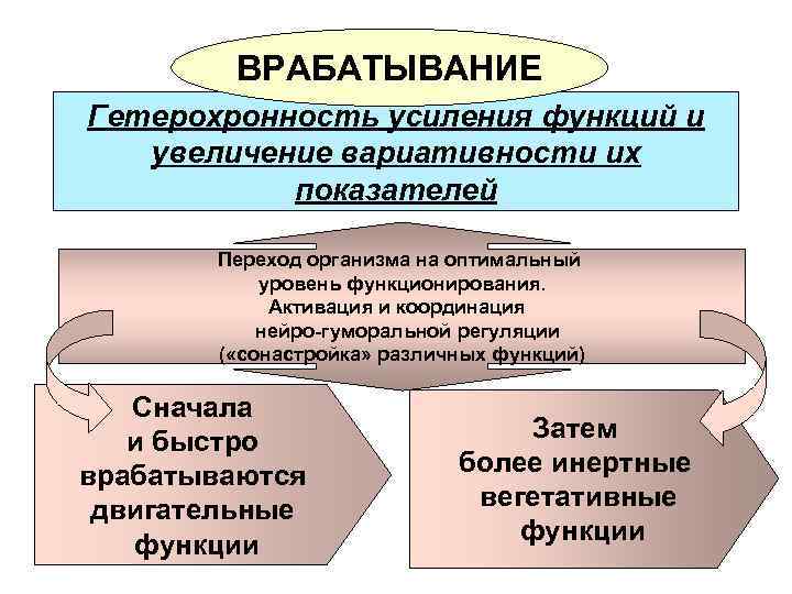 ВРАБАТЫВАНИЕ Гетерохронность усиления функций и увеличение вариативности их показателей Переход организма на оптимальный уровень