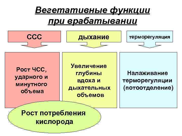 Вегетативные функции при врабатывании ССС Рост ЧСС, ударного и минутного объема дыхание Увеличение глубины