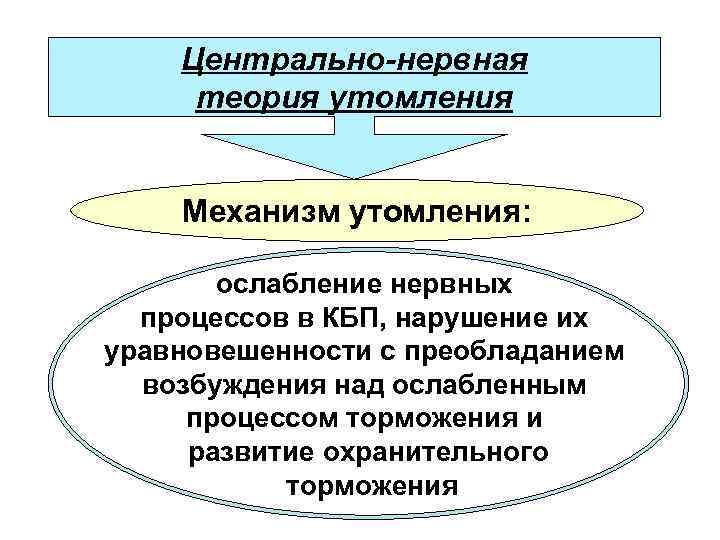 Центрально-нервная теория утомления Механизм утомления: ослабление нервных процессов в КБП, нарушение их уравновешенности с