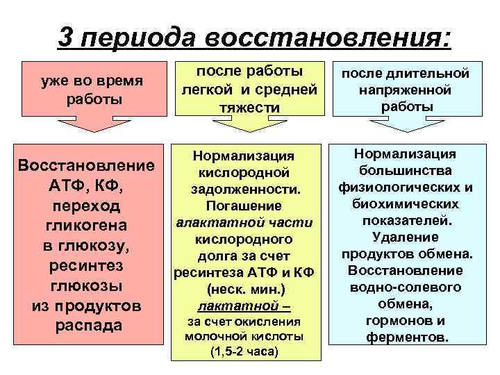 3 периода восстановления: уже во время работы Восстановление АТФ, КФ, переход гликогена в глюкозу,