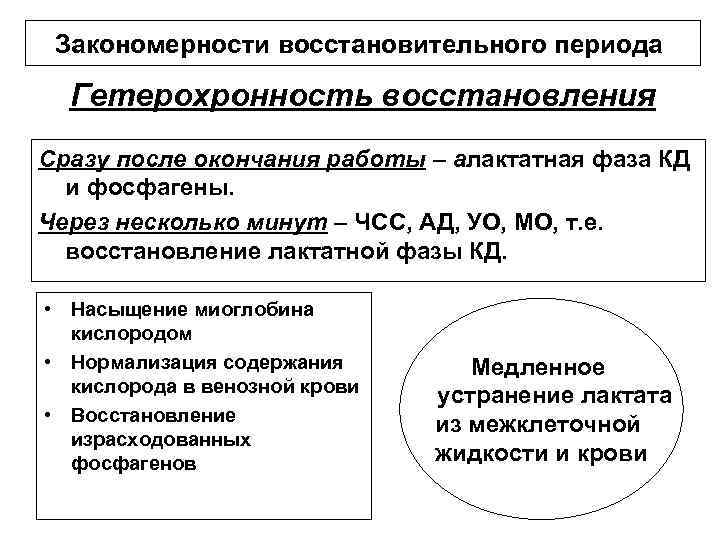 Закономерности восстановительного периода Гетерохронность восстановления Сразу после окончания работы – алактатная фаза КД и