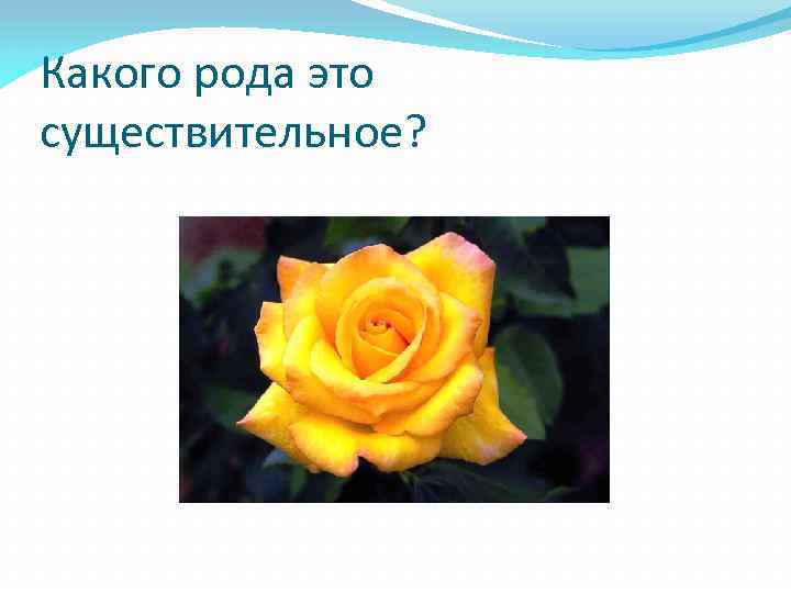 Какого рода это существительное? 