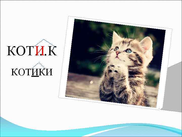 КОТ…К И КОТИКИ 