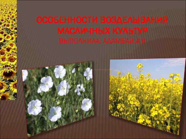 ОСОБЕННОСТИ ВОЗДЕЛЫВАНИЯ МАСЛИЧНЫХ КУЛЬТУР ВЫПОЛНИЛА: АДАМБАЙ. А K 