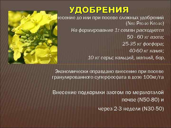 УДОБРЕНИЯ Внесение до или при посеве сложных удобрений (N 60 P 60 -90 K