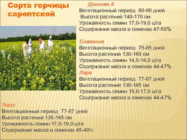 Сорта горчицы сарептской Донская 8 Вегетационный период 80 -90 дней Высота растений 140 -170