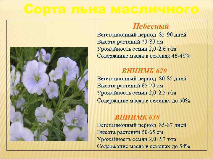 Сорта льна масличного Небесный Вегетационный период 85 -90 дней Высота растений 70 -80 см