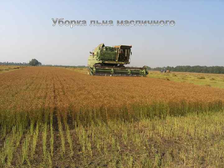 Уборка льна масличного 