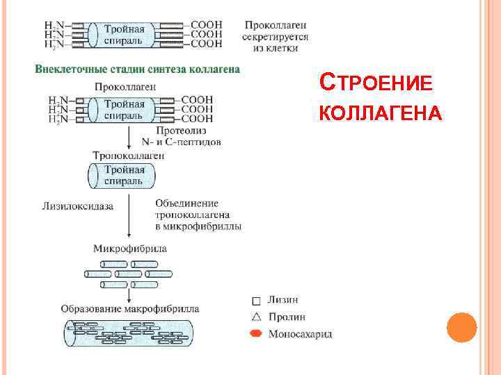 СТРОЕНИЕ КОЛЛАГЕНА 