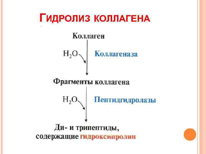 ГИДРОЛИЗ КОЛЛАГЕНА 