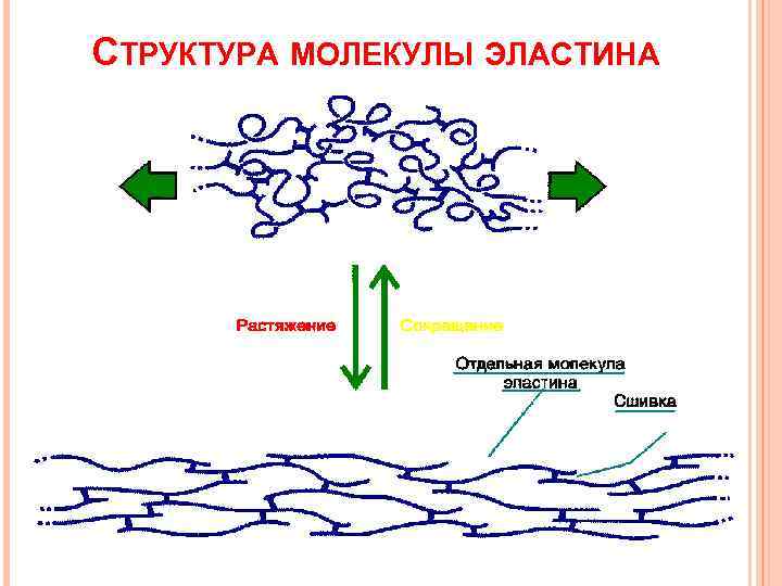 СТРУКТУРА МОЛЕКУЛЫ ЭЛАСТИНА 