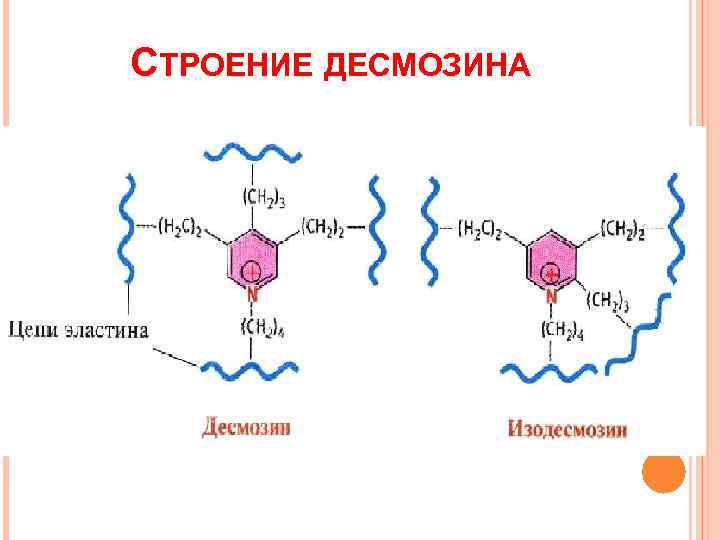 СТРОЕНИЕ ДЕСМОЗИНА 