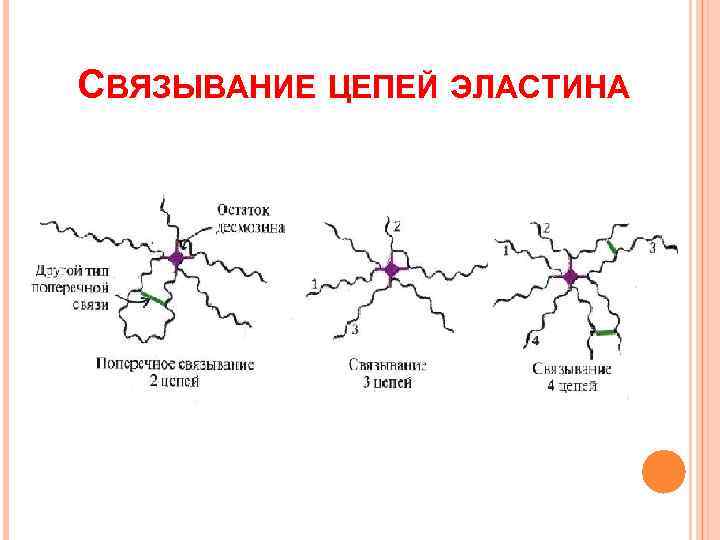 СВЯЗЫВАНИЕ ЦЕПЕЙ ЭЛАСТИНА 