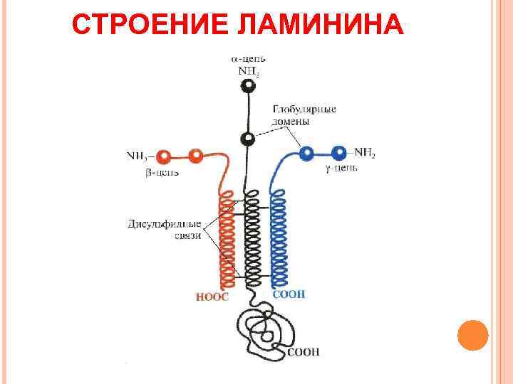 СТРОЕНИЕ ЛАМИНИНА 