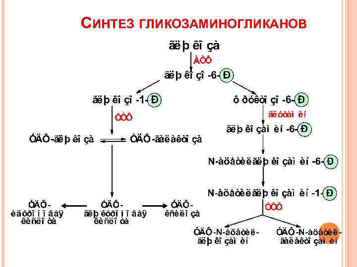 СИНТЕЗ ГЛИКОЗАМИНОГЛИКАНОВ 