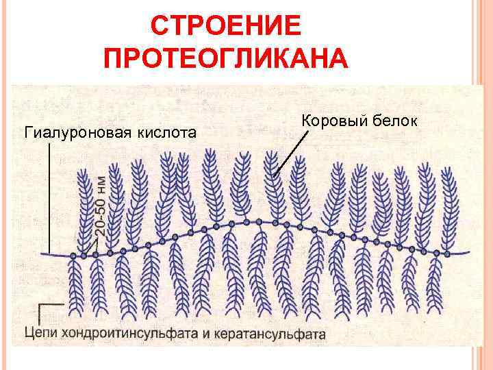 СТРОЕНИЕ ПРОТЕОГЛИКАНА Гиалуроновая кислота Коровый белок 