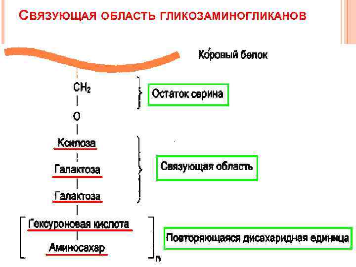 СВЯЗУЮЩАЯ ОБЛАСТЬ ГЛИКОЗАМИНОГЛИКАНОВ 