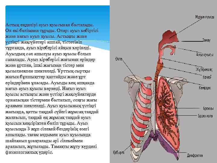 Астың өңделіуі ауыз қуысынан басталады. Ол екі бөлімнен тұрады. Олар: ауыз кебіргісі және нағыз