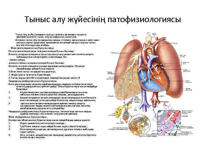 Тыныс алу жүйесінің патофизиологиясы Тыныс алу жүйесі-ағзамен сыртқы ортаның газ алмасу процесін қамтамасыз ететін