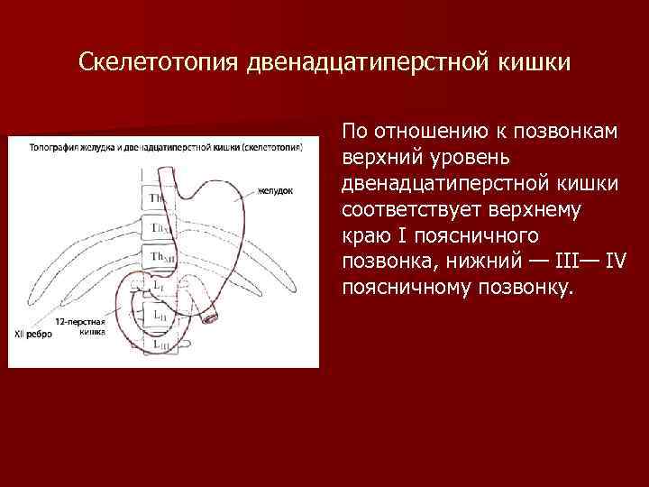 Скелетотопия двенадцатиперстной кишки По отношению к позвонкам верхний уровень двенадцатиперстной кишки соответствует верхнему краю