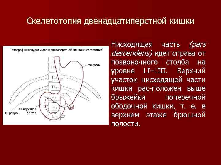 Скелетотопия двенадцатиперстной кишки часть (pars descendens) идет справа от позвоночного столба на уровне LI–LIII.