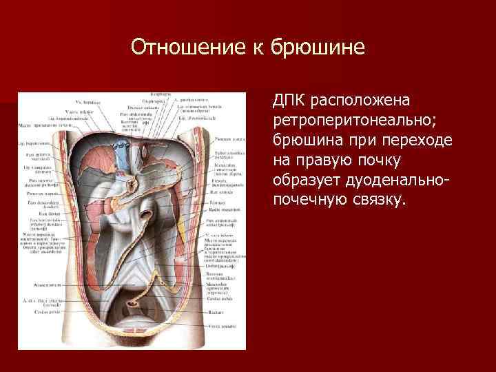 Отношение к брюшине ДПК расположена ретроперитонеально; брюшина при переходе на правую почку образует дуоденальнопочечную