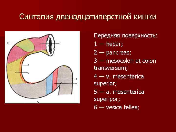 Ферменты 12 перстной кишки. Синтопия двенадцатиперстной. Синтопия 12 перстной кишки. Двенадцатиперстная топография. Синтопия 12 перстной кишки кишки.