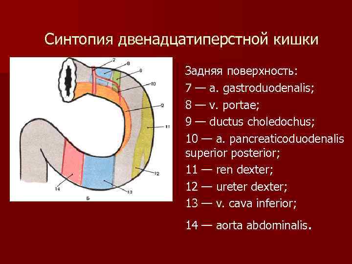 Синтопия нижней поверхности печени схема