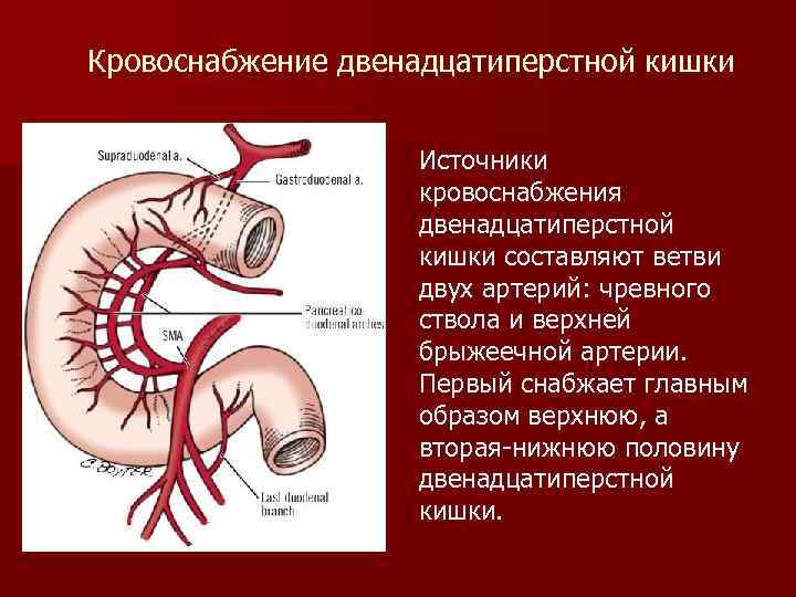 Ветви чревного ствола схема