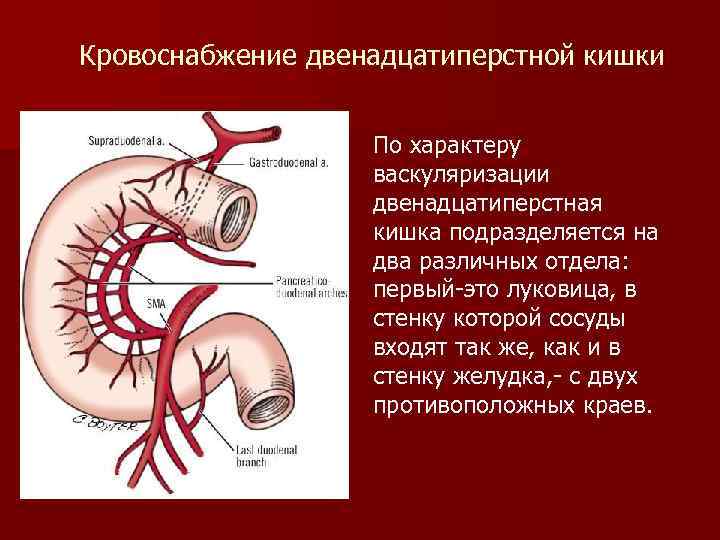 Двенадцатиперстная кишка картинка с подписями