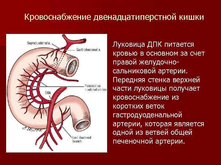 Луковица двенадцатиперстной кишки фото