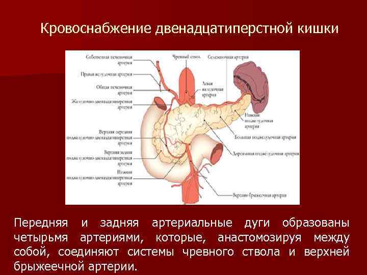 Кровоснабжение двенадцатиперстной кишки Передняя и задняя артериальные дуги образованы четырьмя артериями, которые, анастомозируя между