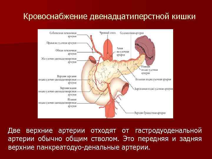 Кровоснабжение двенадцатиперстной кишки Две верхние артерии отходят от гастродуоденальной артерии обычно общим стволом. Это