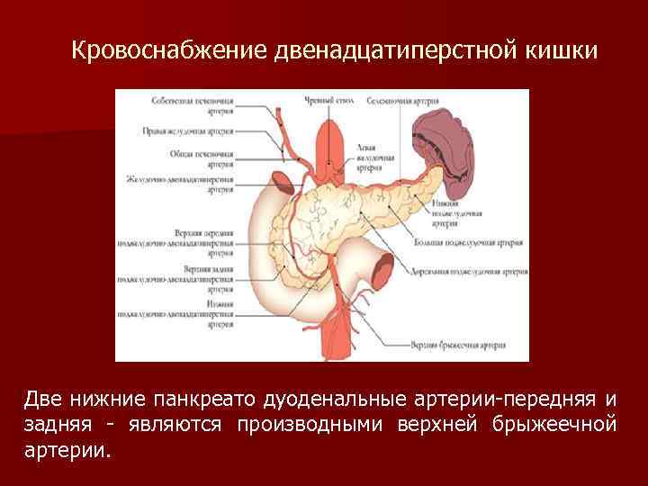 Кровоснабжение двенадцатиперстной кишки Две нижние панкреато дуоденальные артерии-передняя и задняя - являются производными верхней