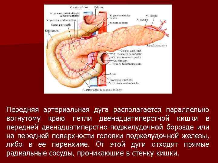 Топографическая анатомия двенадцатиперстной кишки Передняя артериальная дуга располагается параллельно вогнутому краю петли двенадцатиперстной кишки