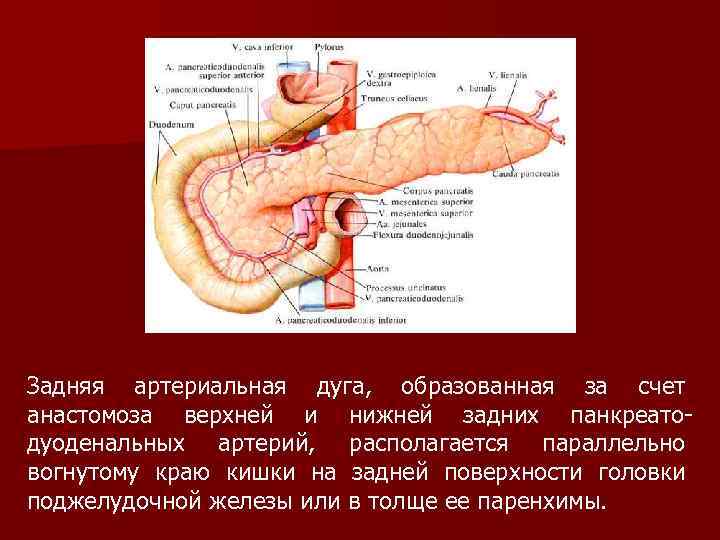 Задняя артериальная дуга, образованная за счет анастомоза верхней и нижней задних панкреатодуоденальных артерий, располагается