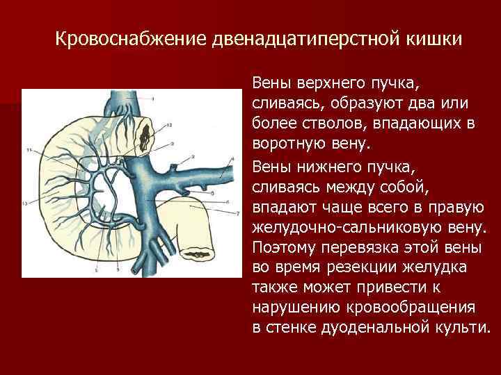 Кровоснабжение двенадцатиперстной кишки Вены верхнего пучка, сливаясь, образуют два или более стволов, впадающих в